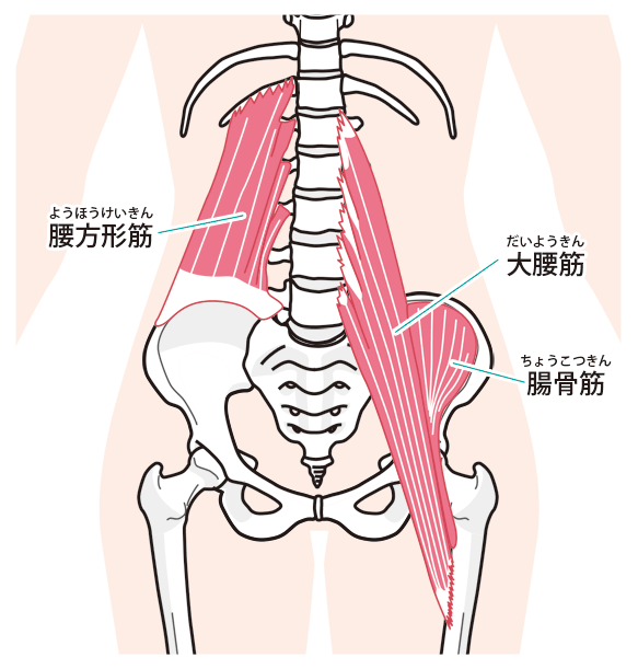 腸腰筋イラスト