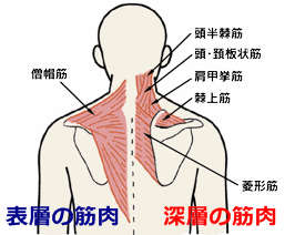 背中の筋肉イラスト