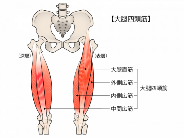 大腿四頭筋イラスト