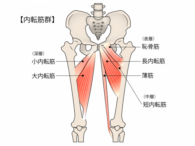 内転筋イラスト