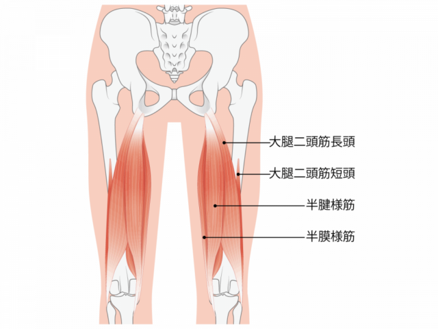 ハムストリングスイラスト