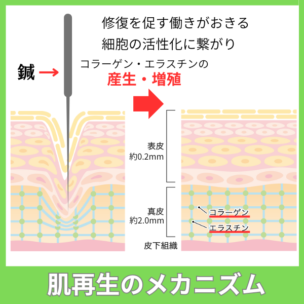 肌再生のメカニズム